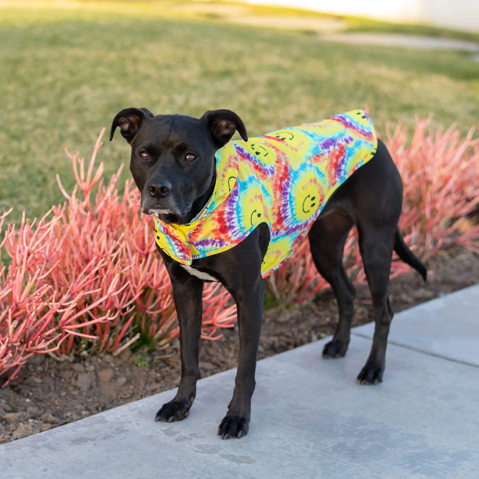 Canada Pooch Pick Me Poncho — SKU SB-A53199-ADDD5996031858 - Image 32