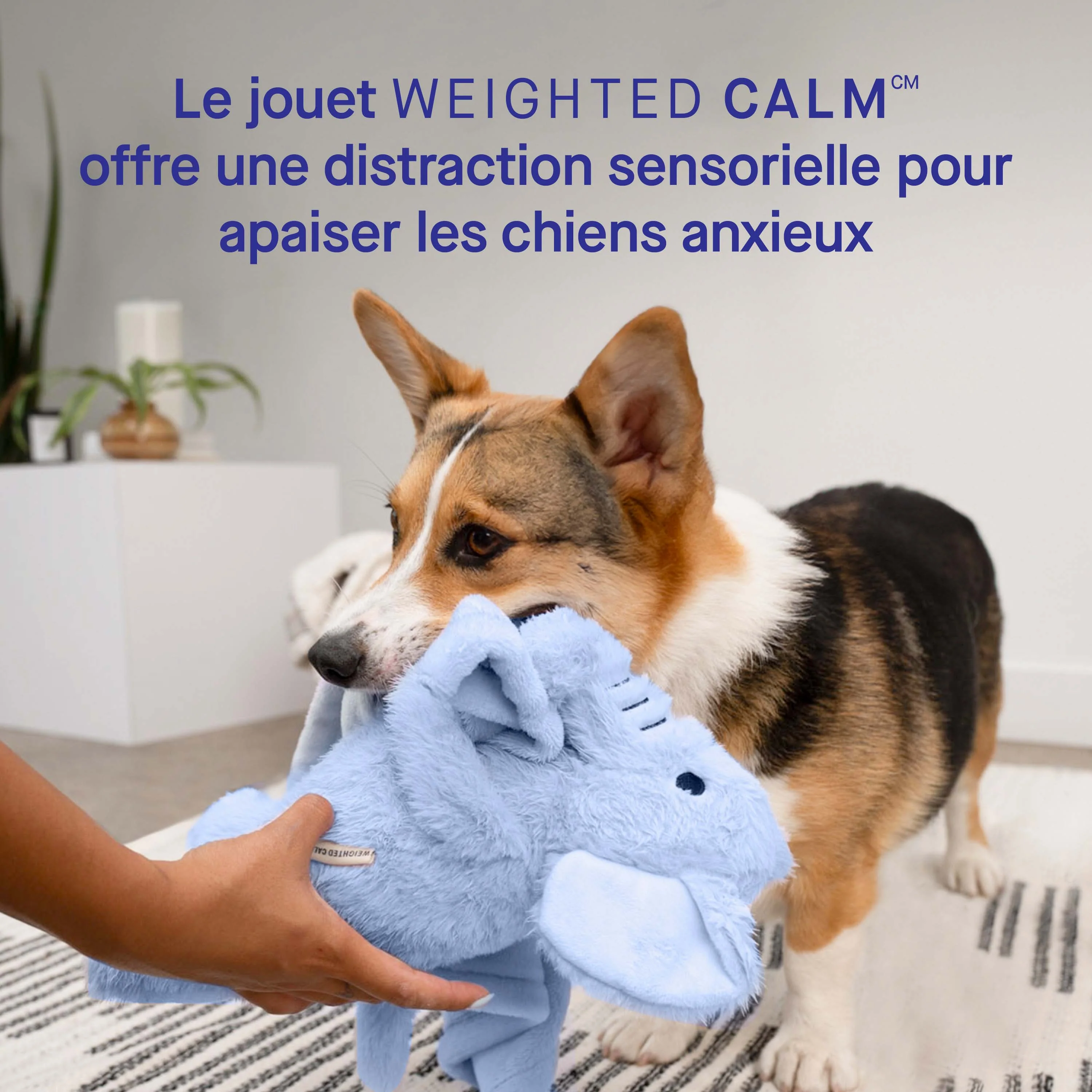 Canada Pooch Weighted Calming Toy - Image 27