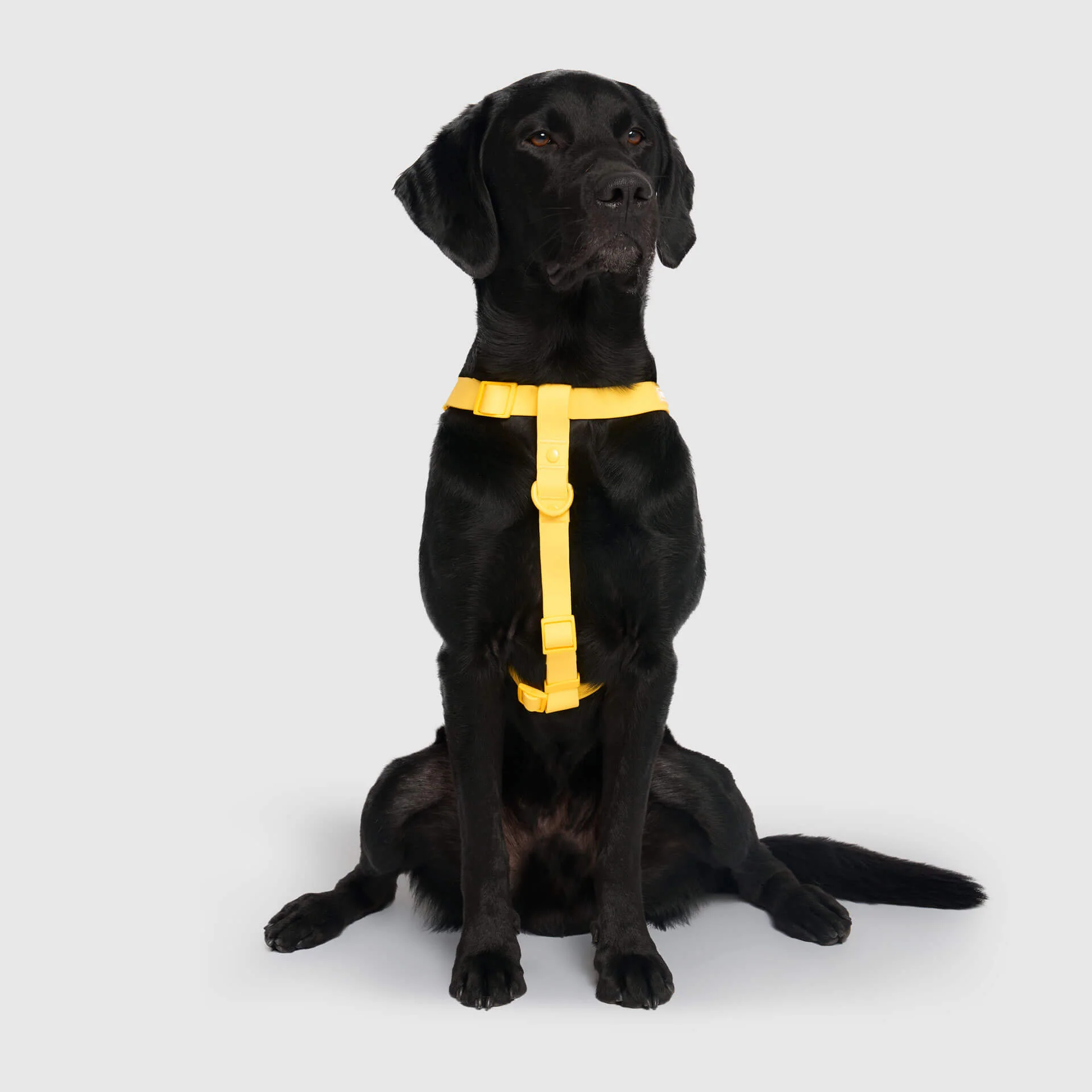 Canada Pooch Waterproof Harness