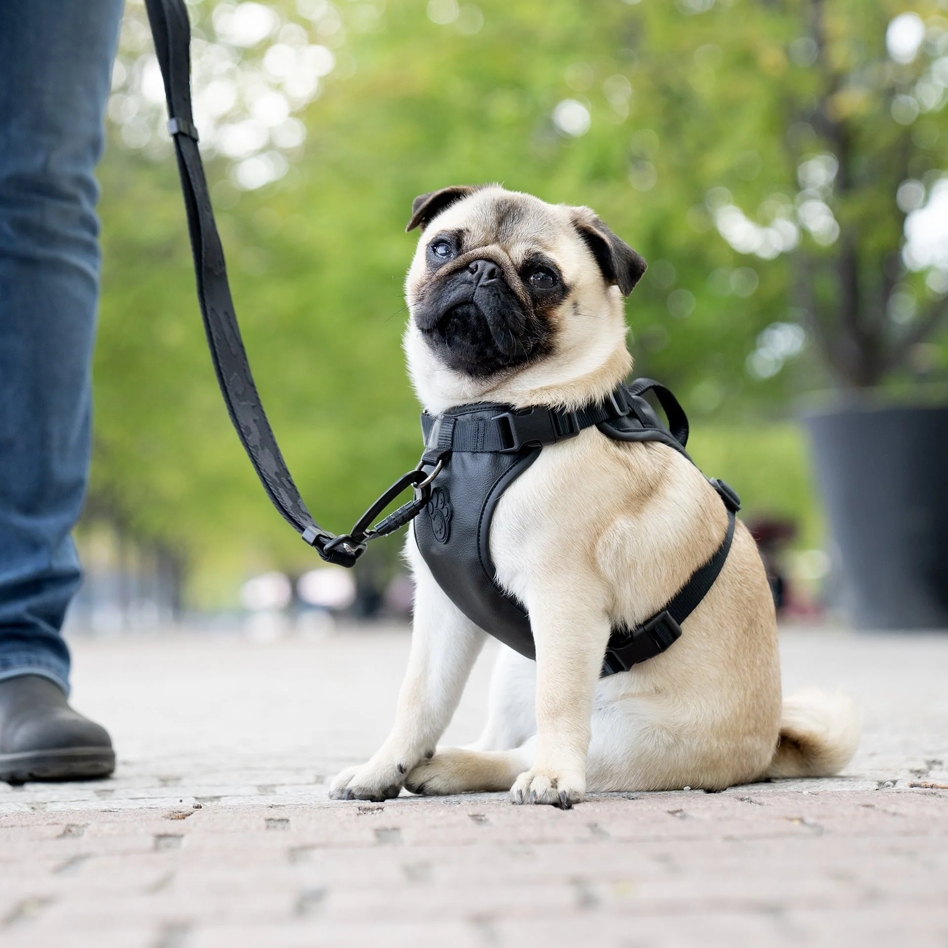 Canada Pooch Eco+ Everything Harness - Image 5