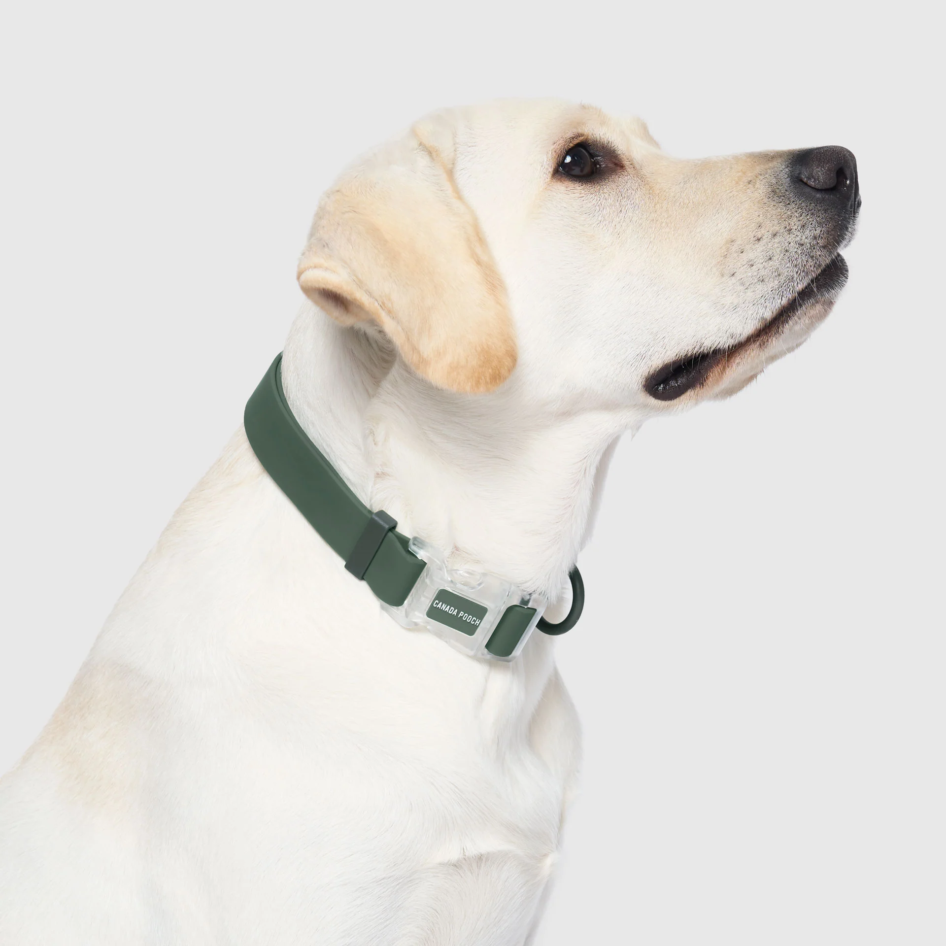 Canada Pooch Waterproof Collar