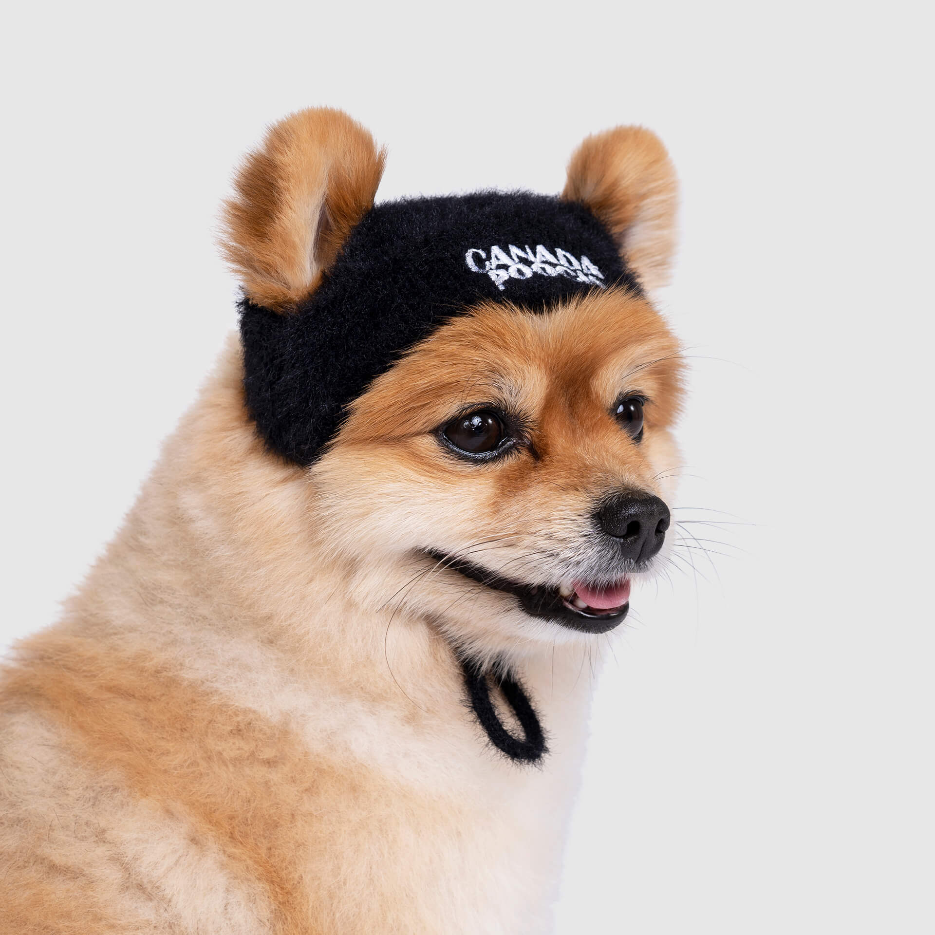 Canada Pooch Pawparazzi Beanie
