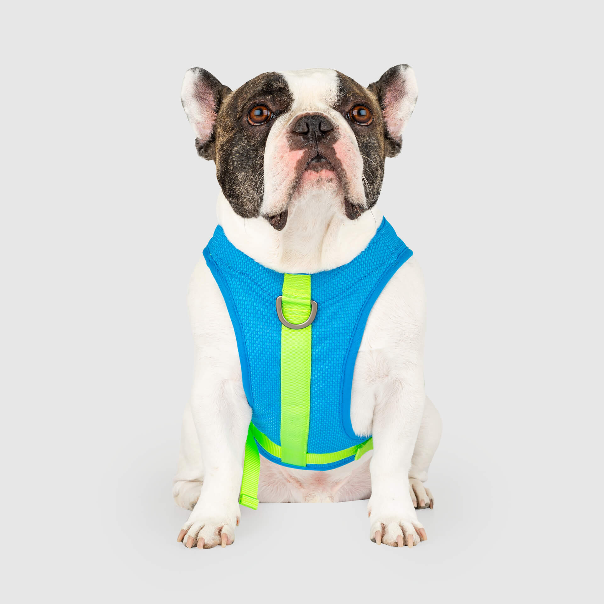 Canada Pooch Chill Seeker Cooling Harness - Image 2