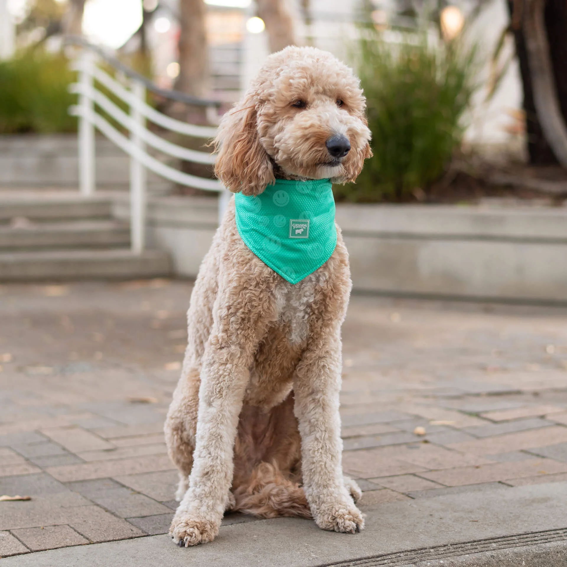 Canada Pooch Cooling Bandana Wet Reveal - Image 4