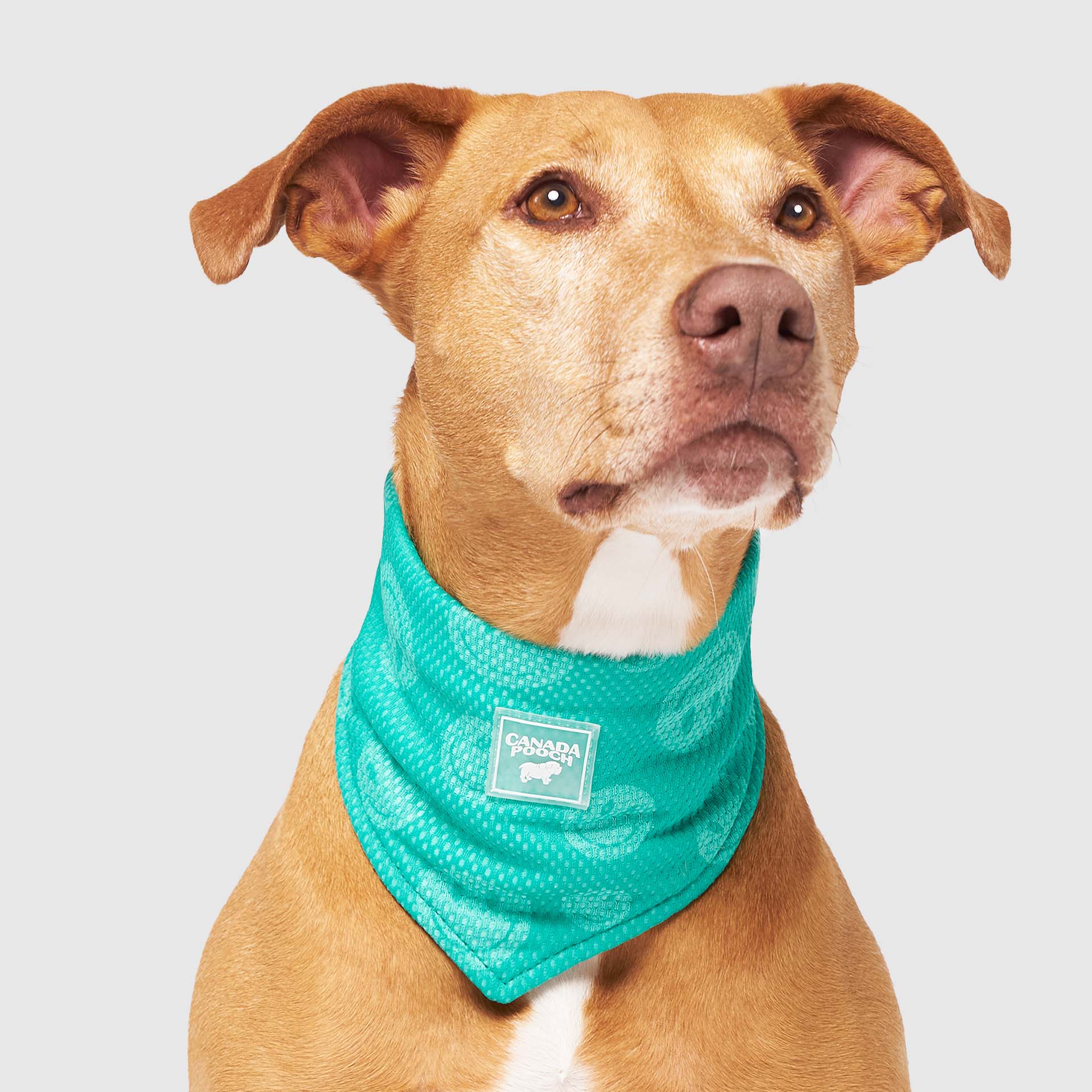 Canada Pooch Cooling Bandana Wet Reveal - Image 2