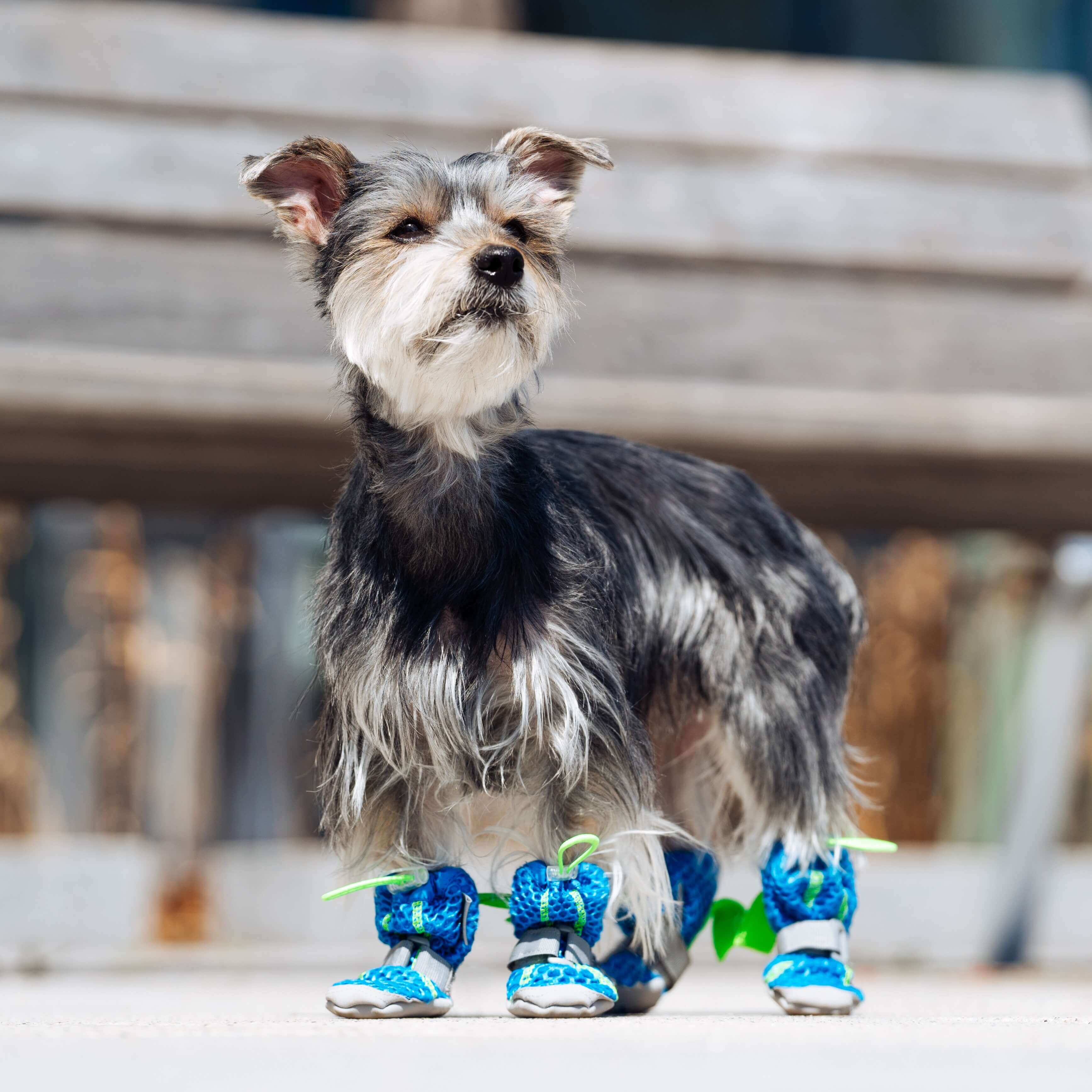 Canada Pooch Hot Pavement Boots - Image 5