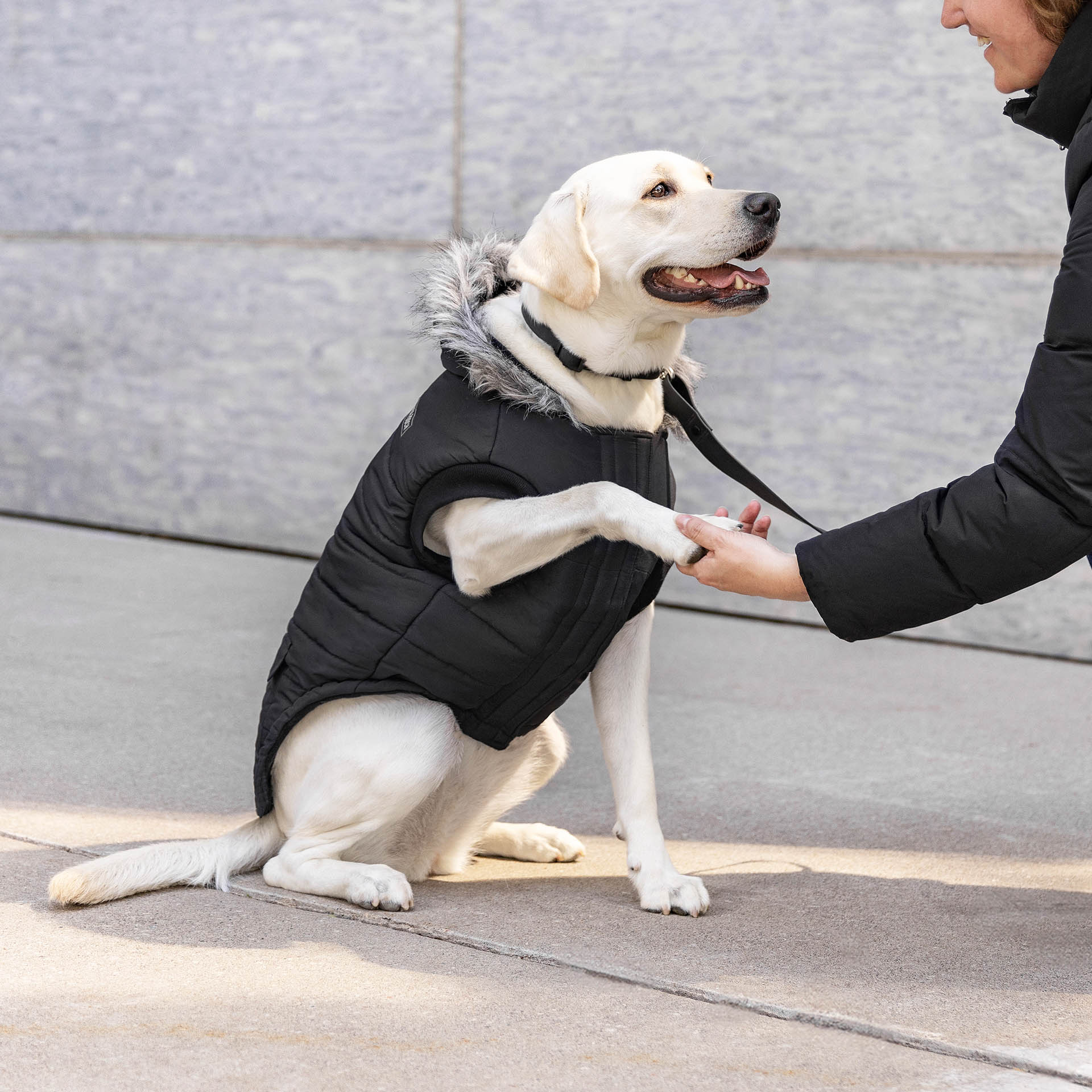 Canada Pooch True North Parka - Image 25