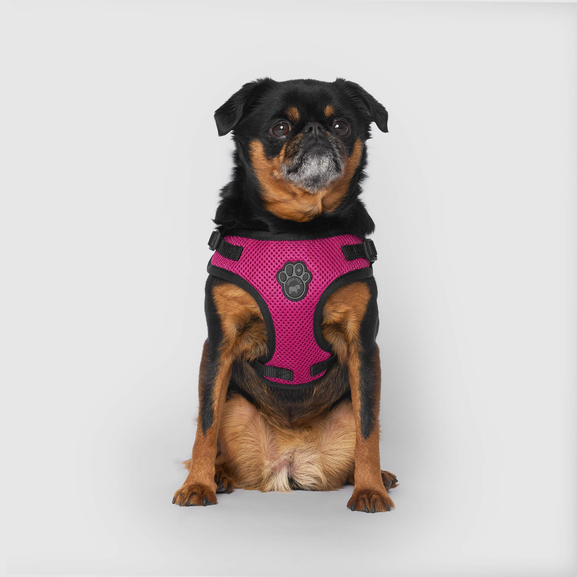 Canada Pooch Easy-On Step-In Harness - Image 13