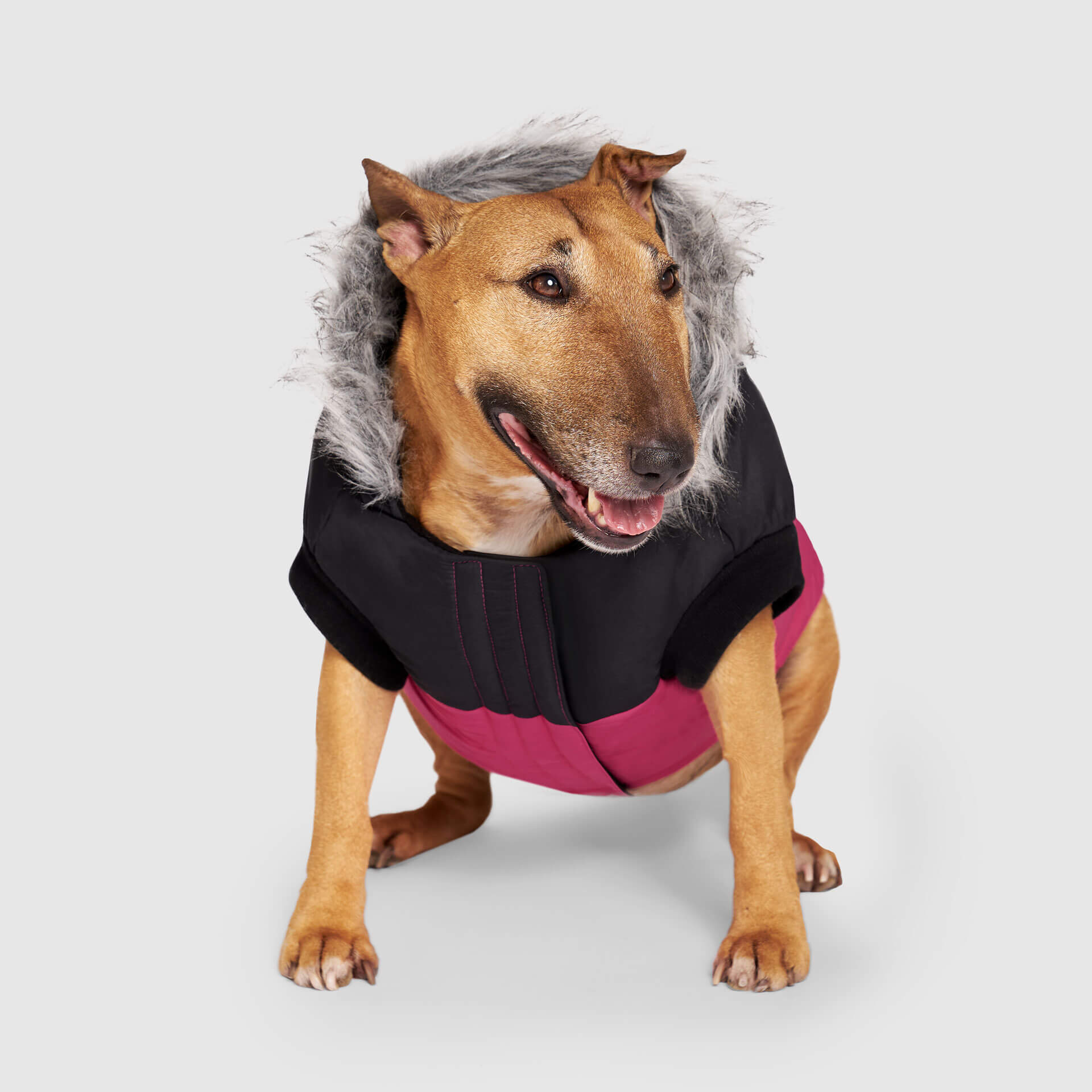 Canada Pooch True North Parka - Image 9