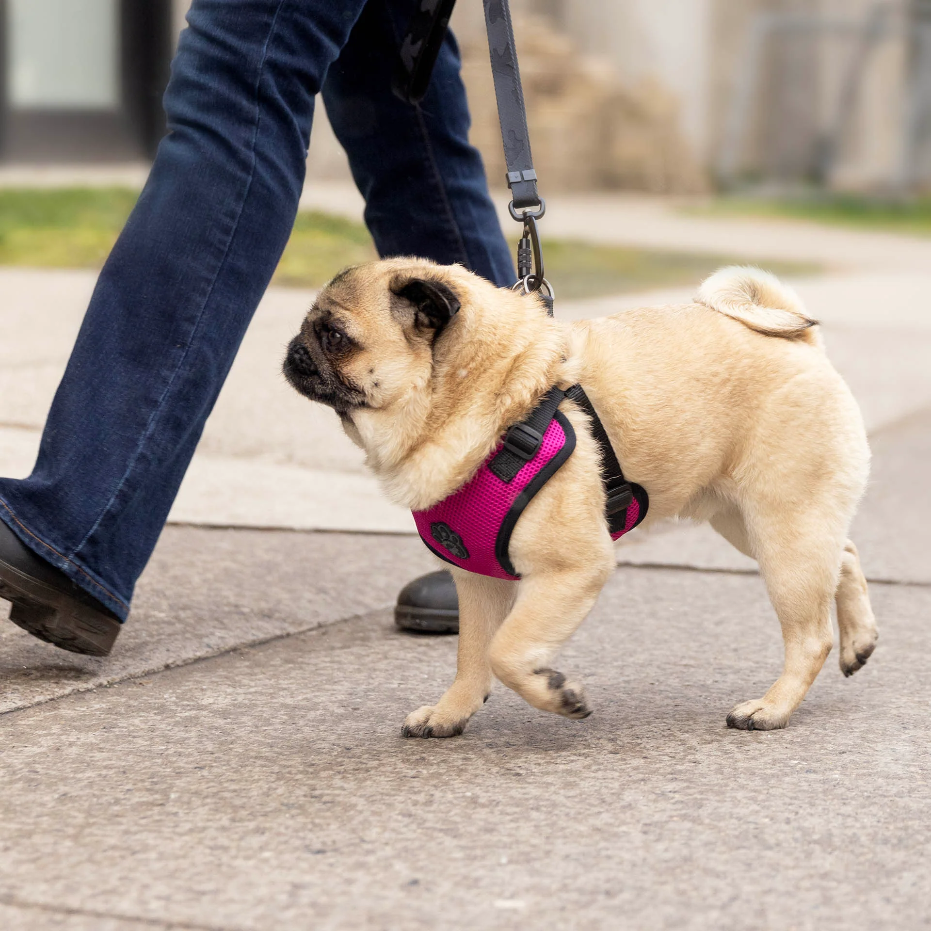 Canada Pooch Easy-On Step-In Harness - Image 12