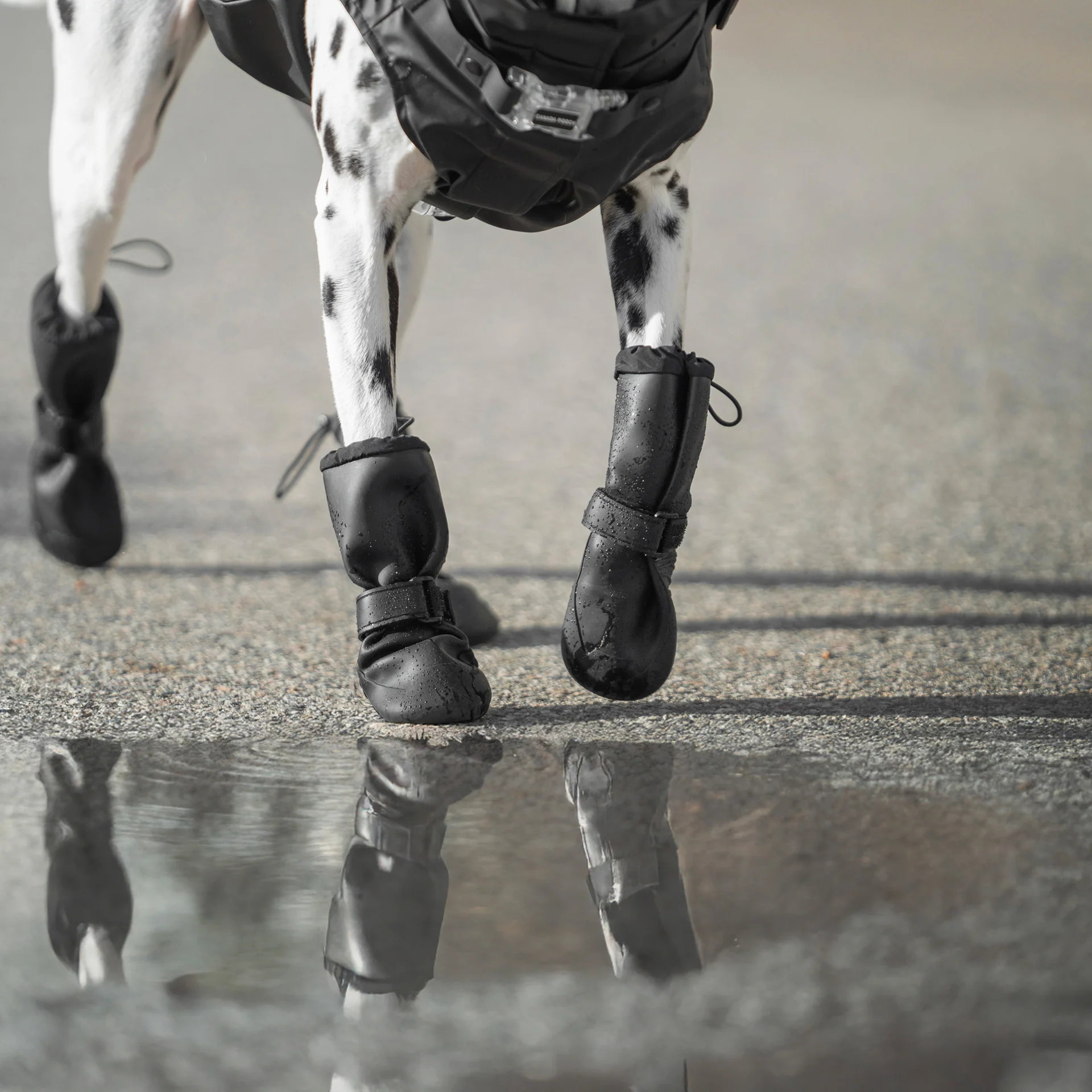 Canada Pooch Waterproof Rain Boots - Image 10