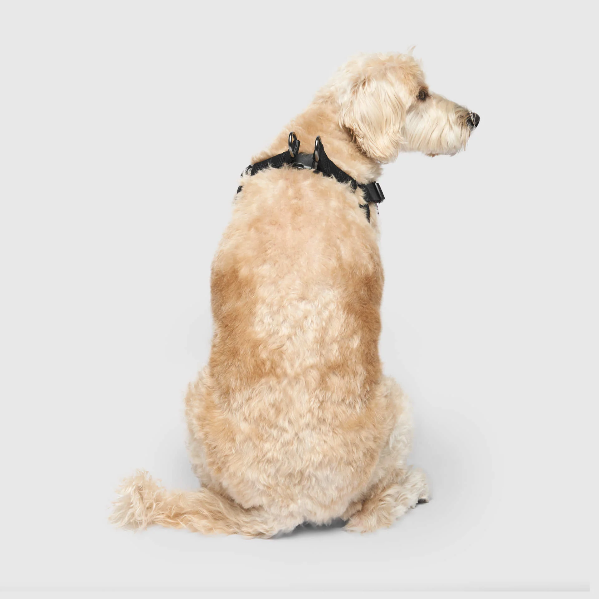 Canada Pooch Easy-On Step-In Harness - Image 6