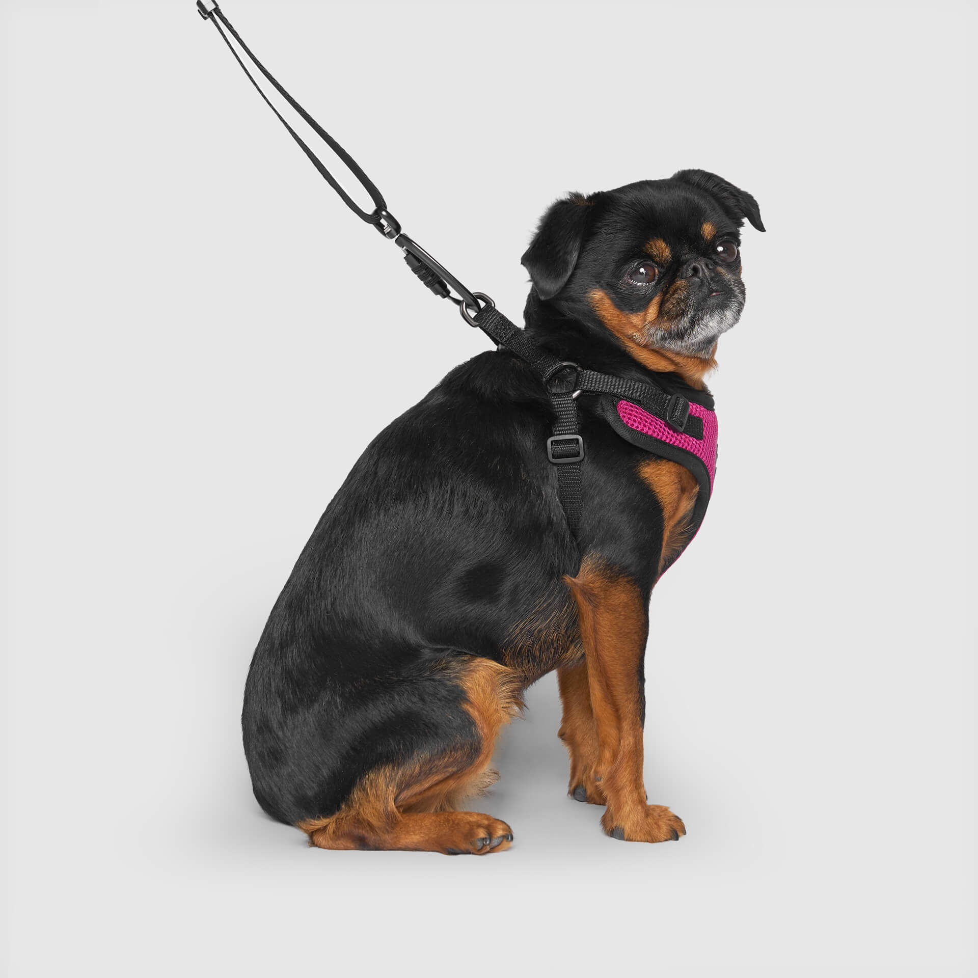 Canada Pooch Easy-On Step-In Harness - Image 9