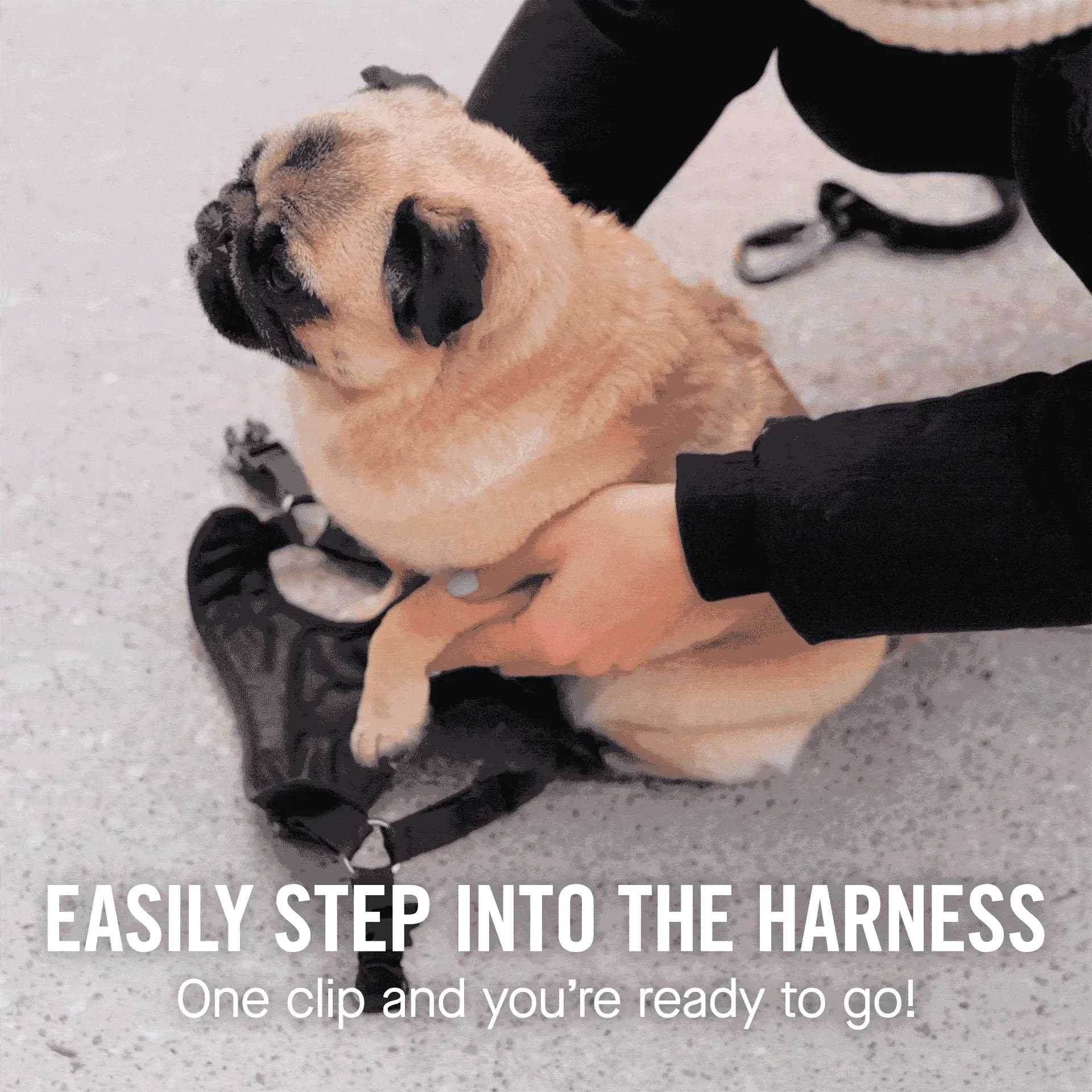 Canada Pooch Easy-On Step-In Harness - Image 2