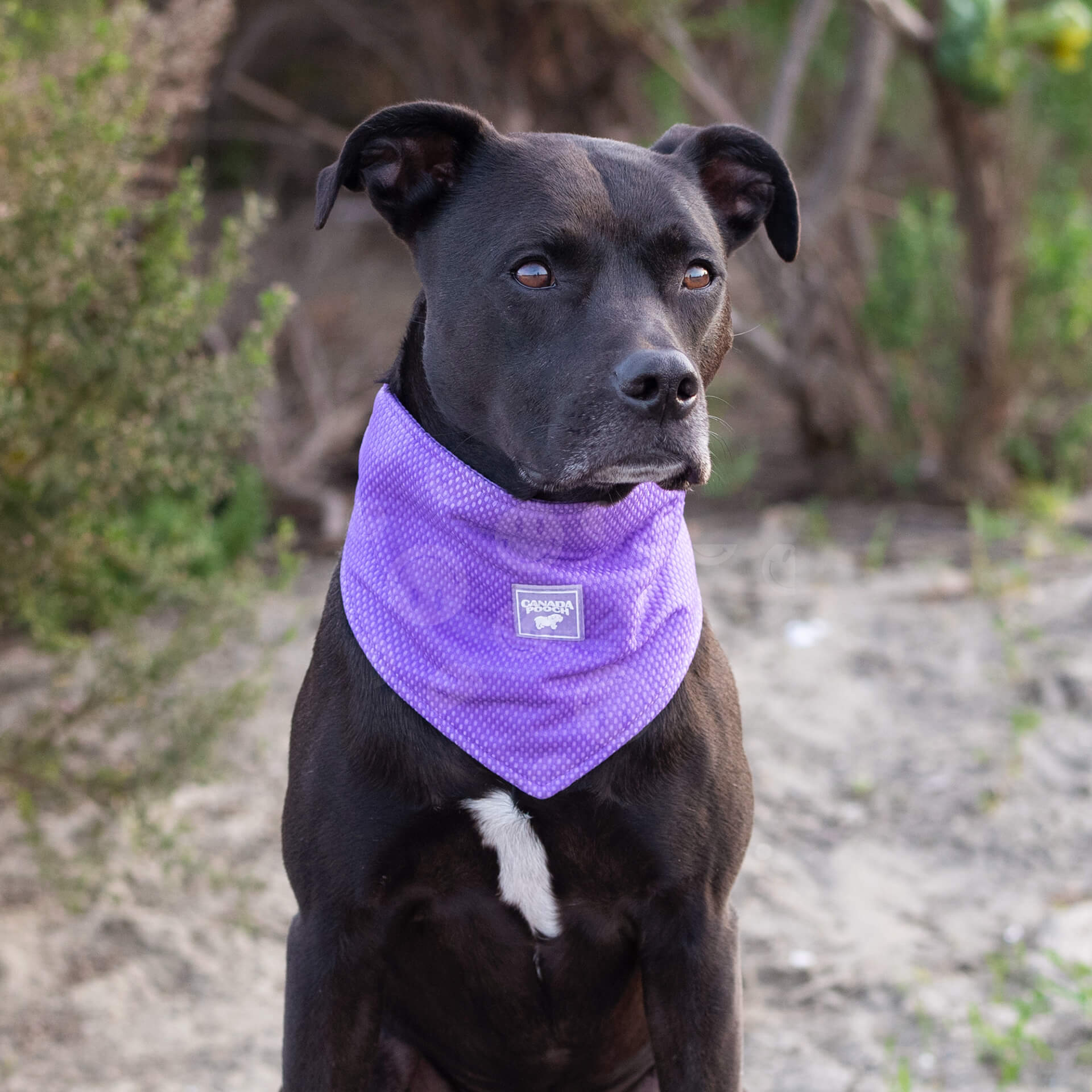 Canada Pooch Cooling Bandana Wet Reveal - Image 7