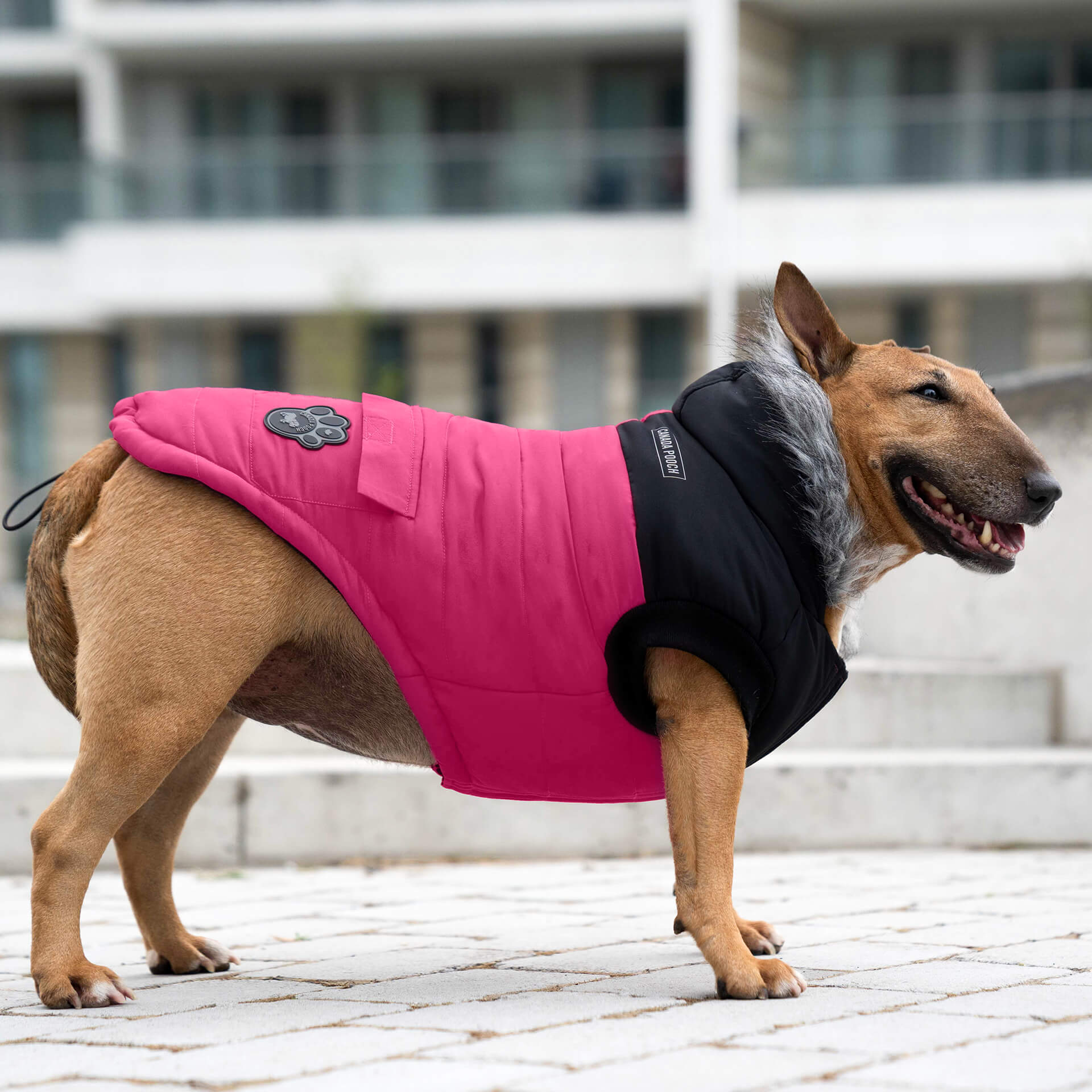 Canada Pooch True North Parka - Image 11