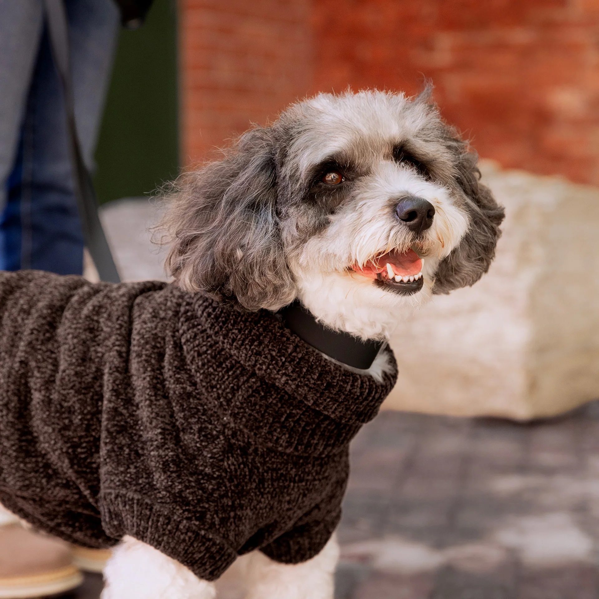 Canada Pooch Soho Sweater - Image 18