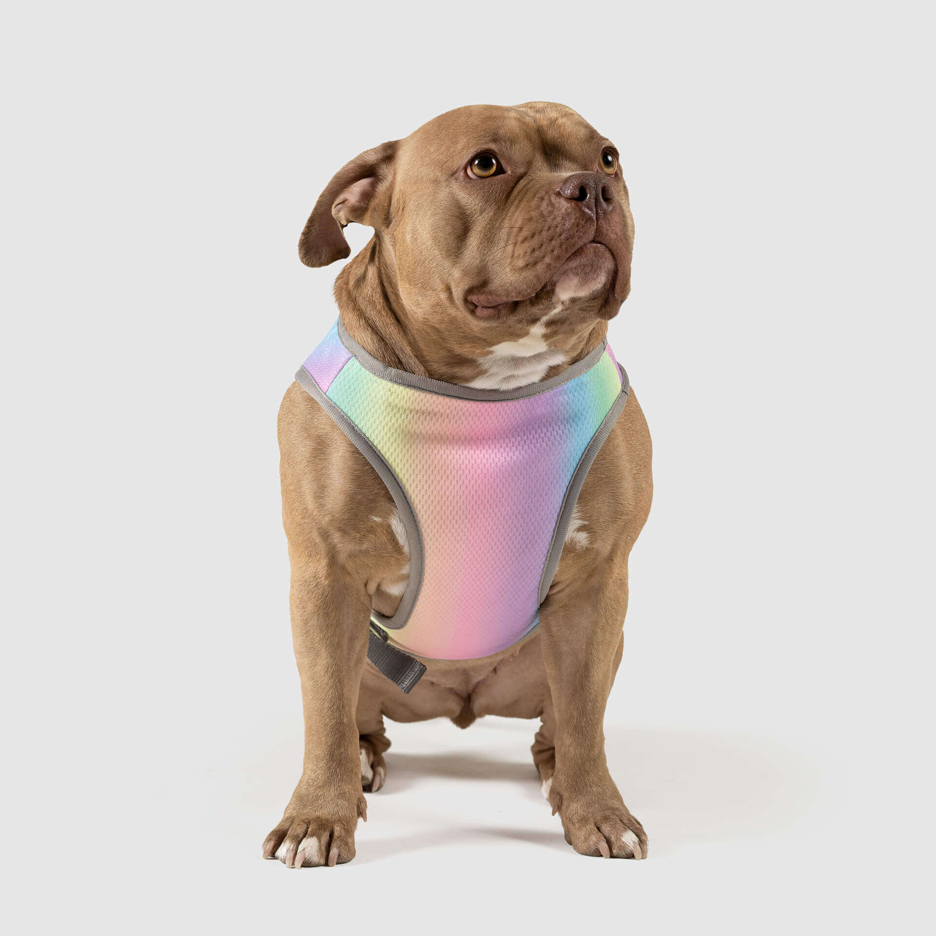 Canada Pooch Chill Seeker Cooling Vest - Image 12