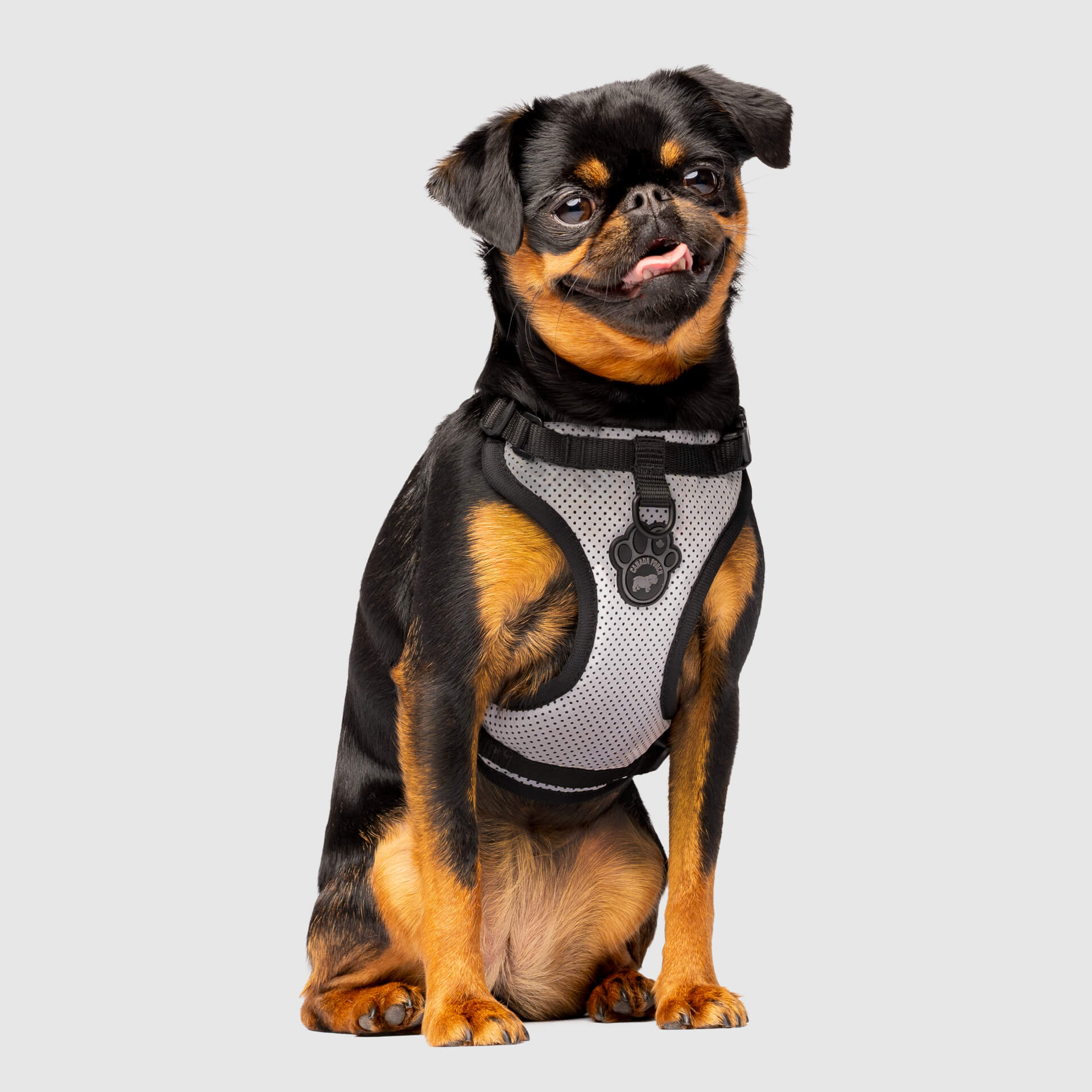 Canada Pooch The Everything Harness Mesh Series
