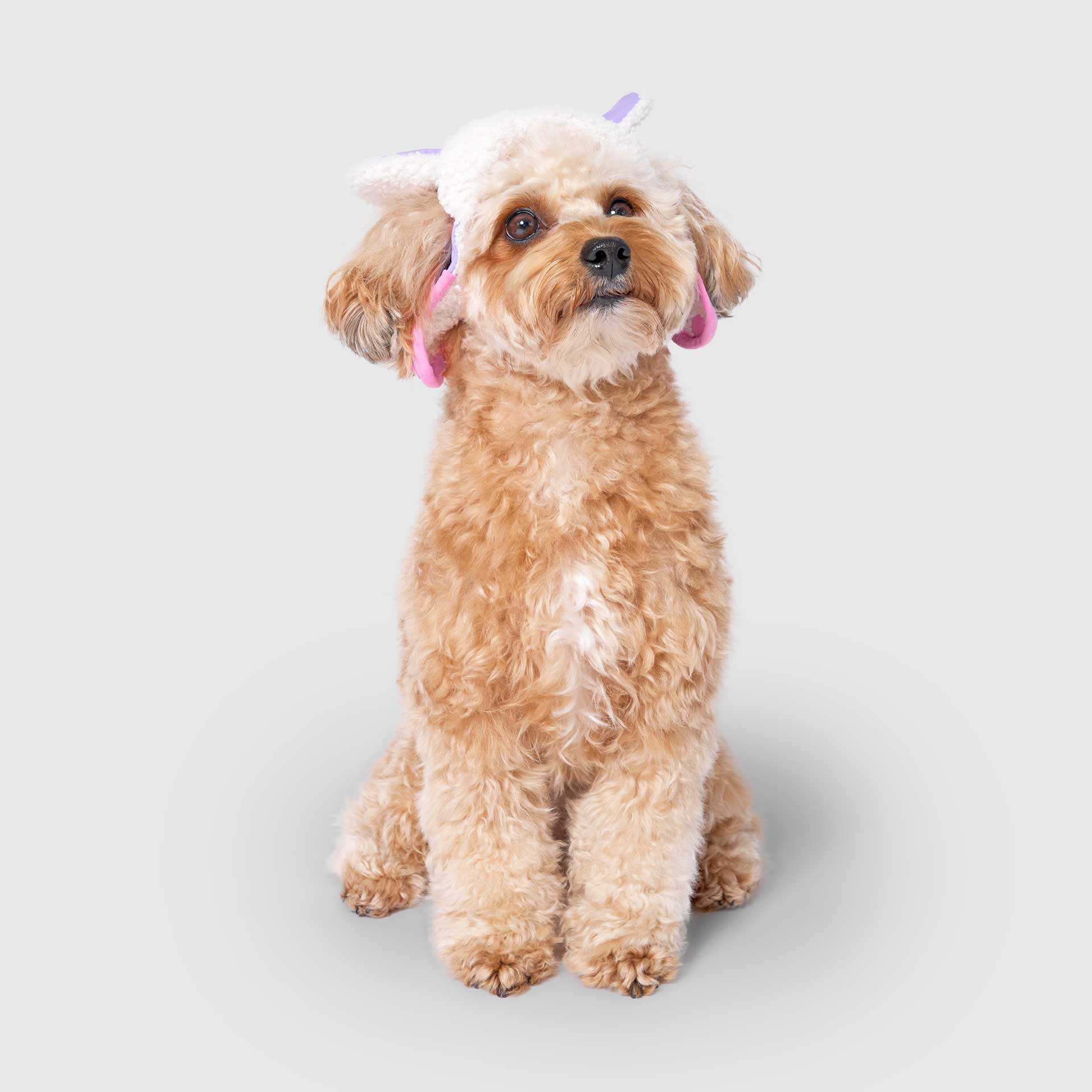 Canada Pooch Cool Factor Aviator Hat