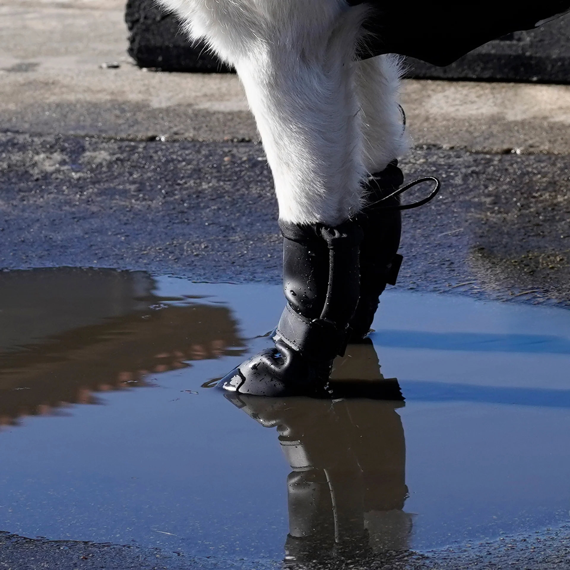 Canada Pooch Waterproof Rain Boots - Image 11