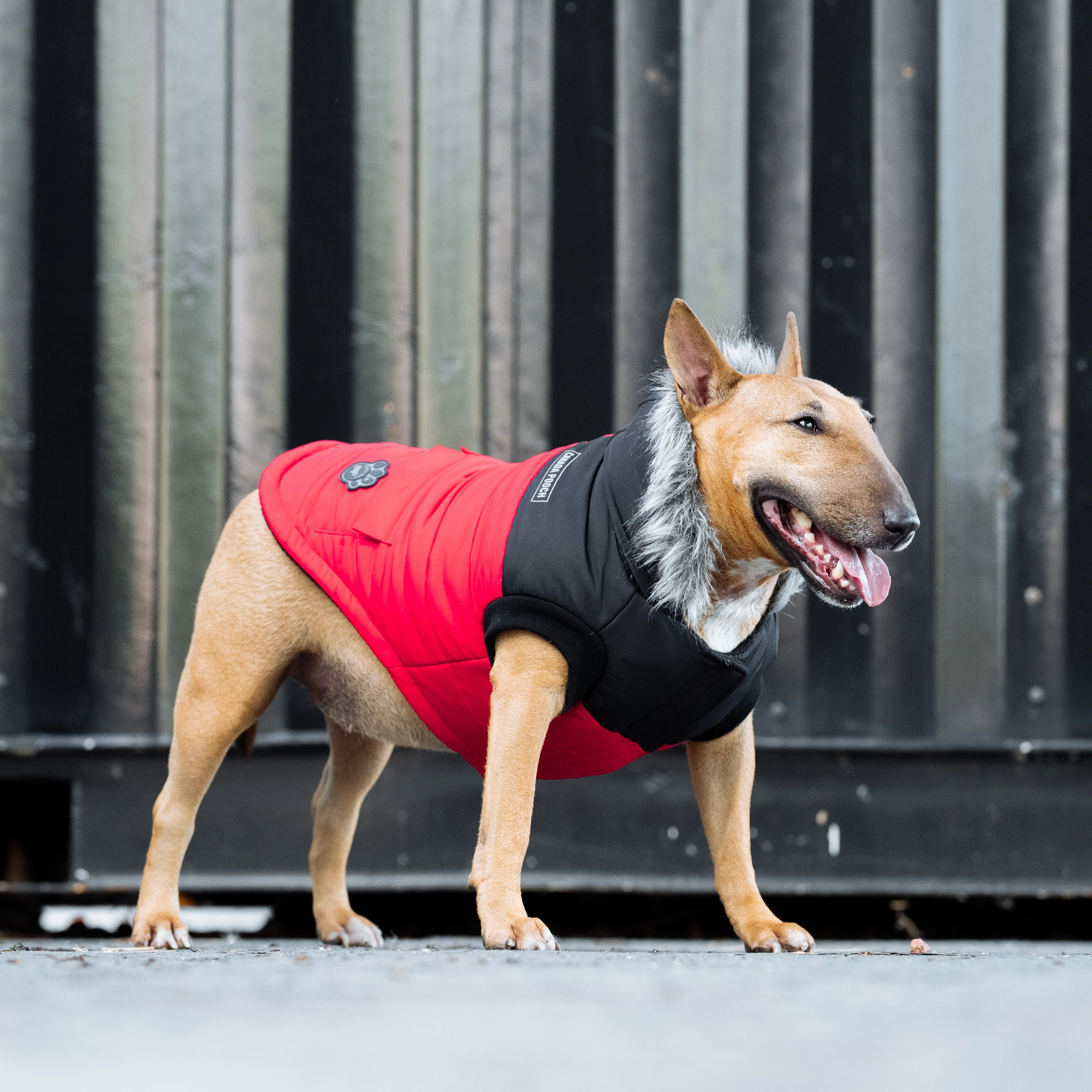 Canada Pooch True North Parka - Image 16