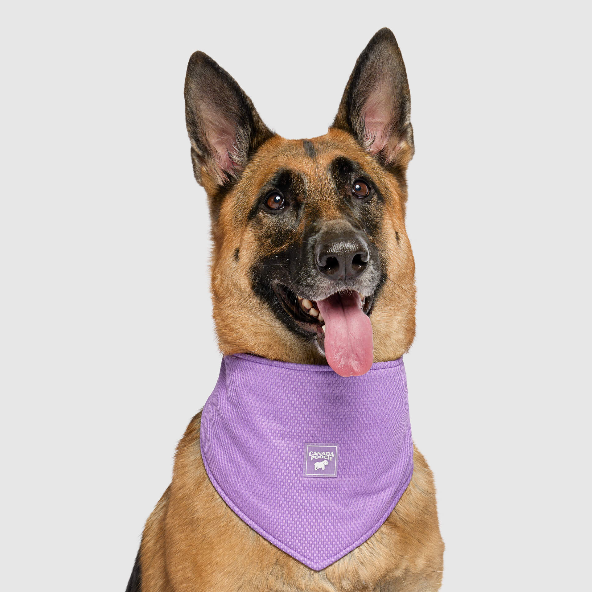 Canada Pooch Cooling Bandana Wet Reveal - Image 5