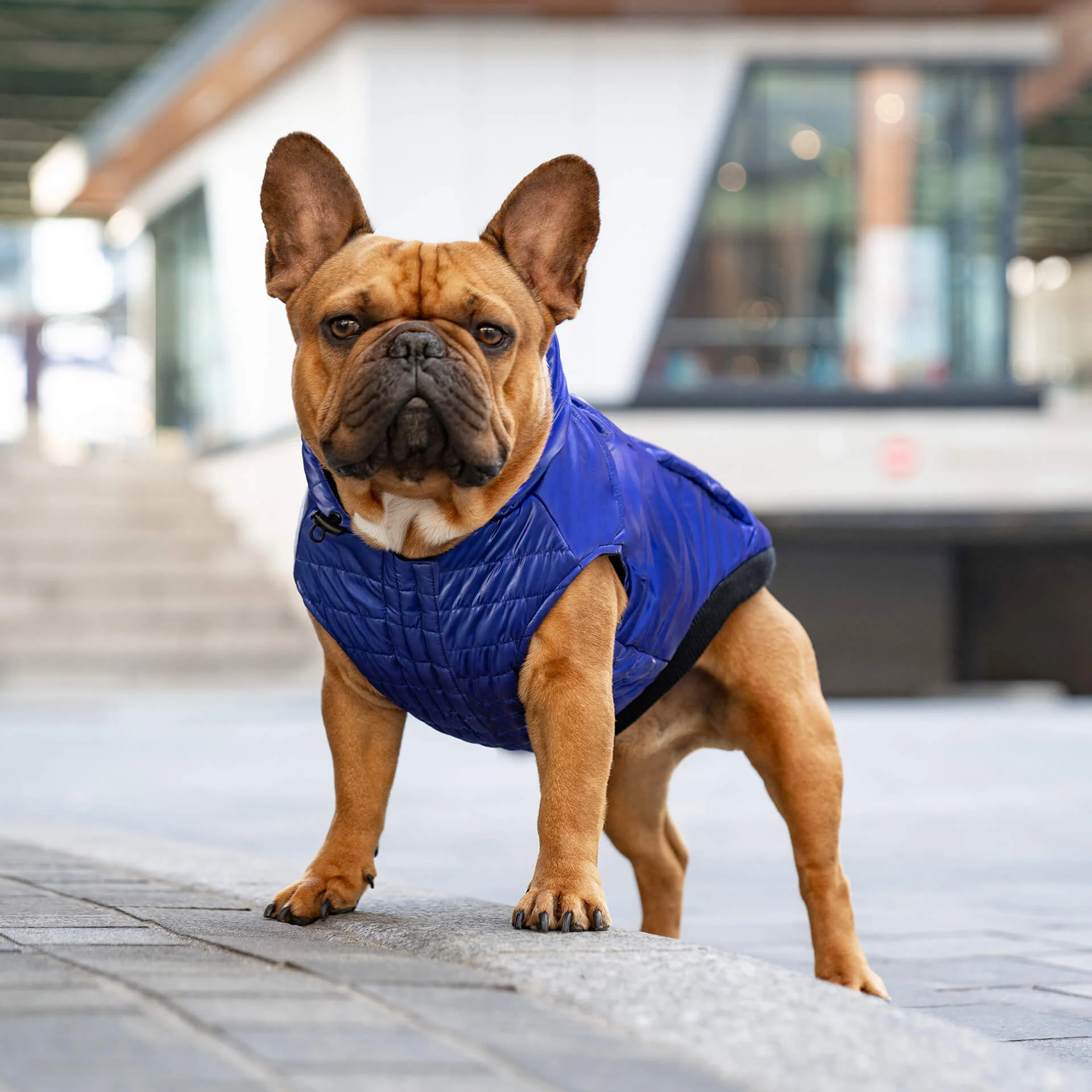 Canada Pooch Shiny Puffer Vest - Image 17