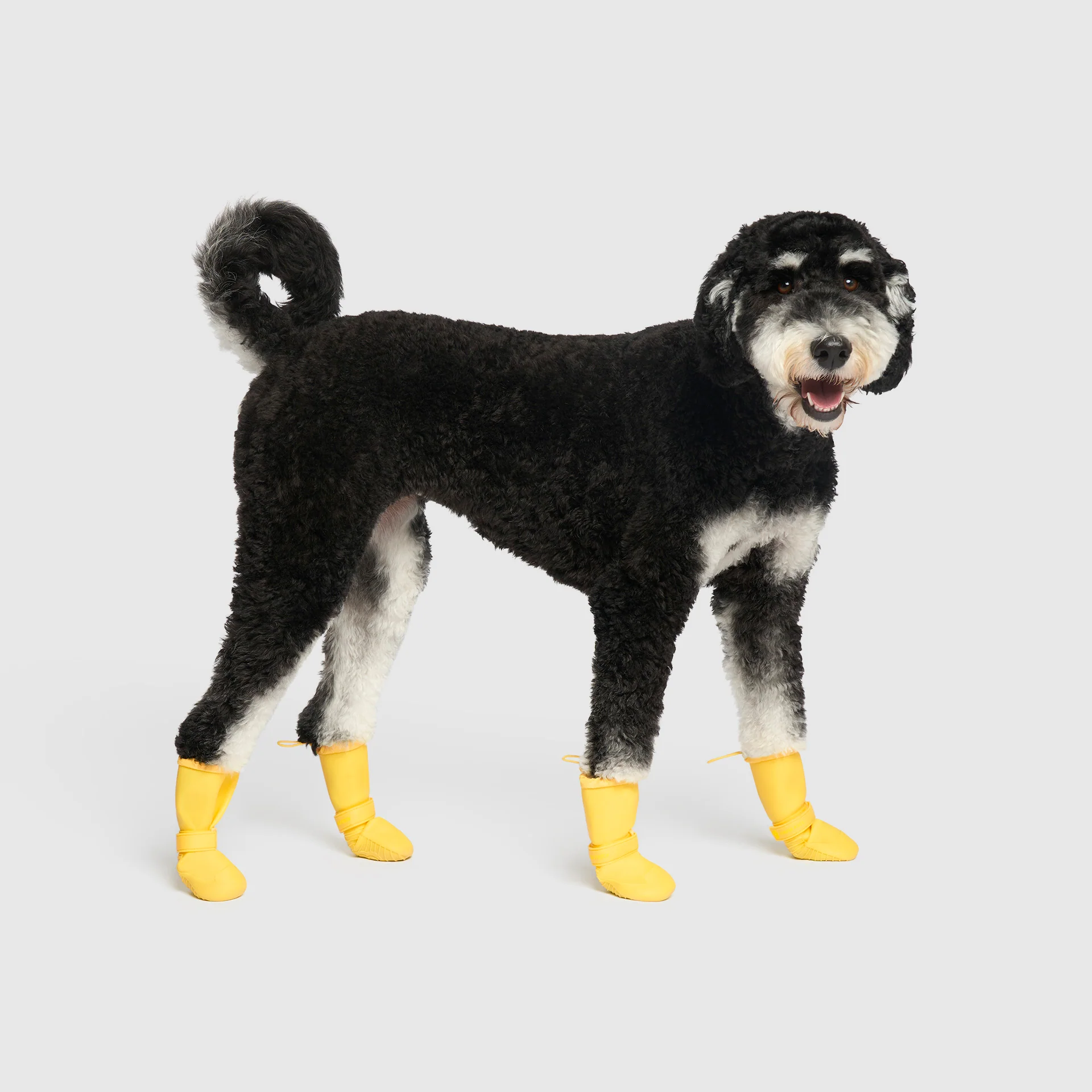 Canada Pooch Waterproof Rain Boots
