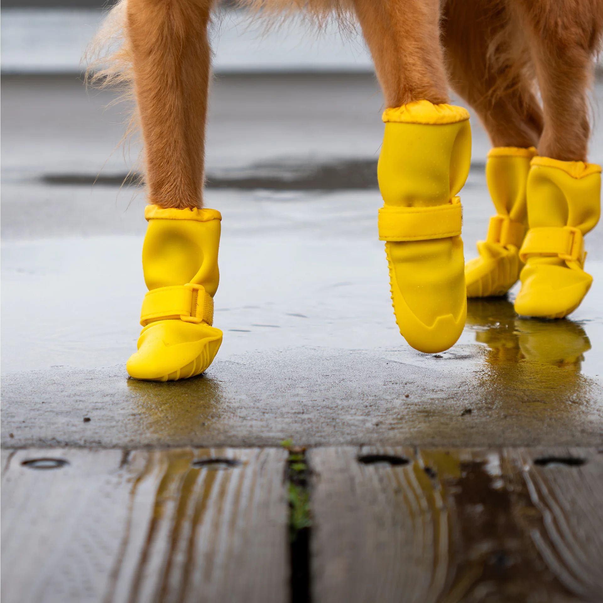 Canada Pooch Waterproof Rain Boots - Image 6