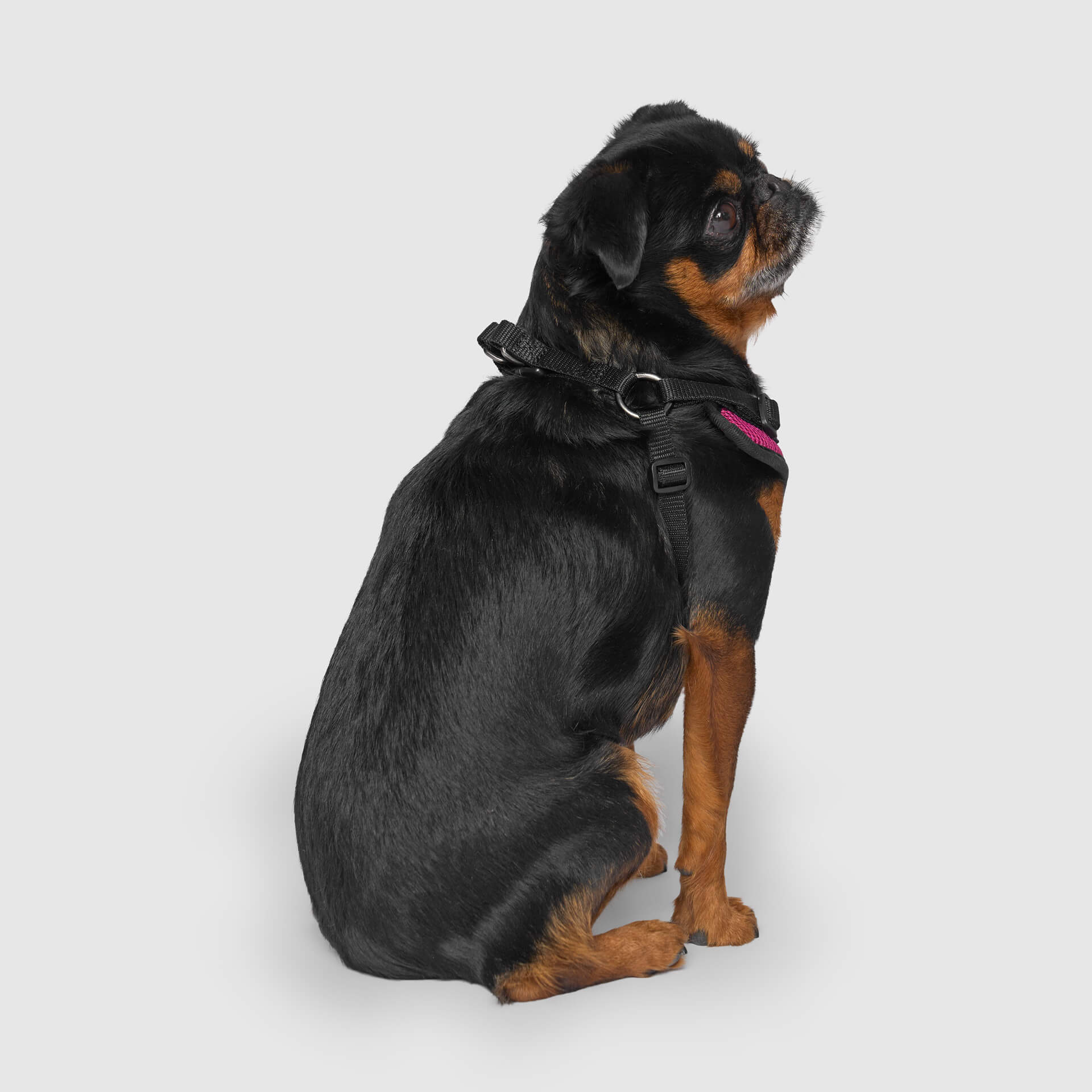 Canada Pooch Easy-On Step-In Harness - Image 14