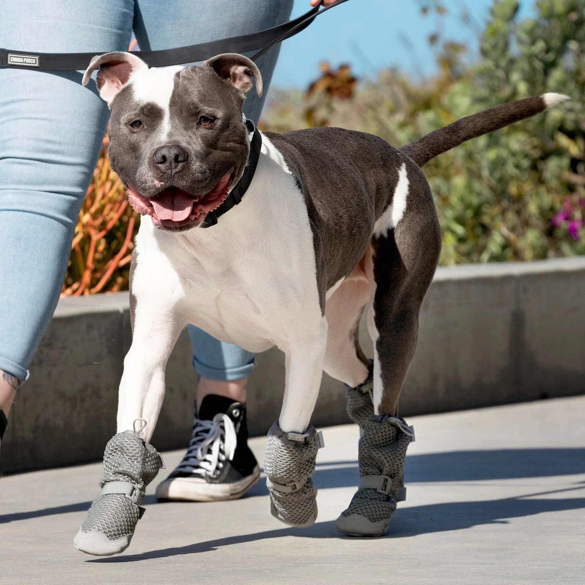 Canada Pooch Hot Pavement Boots - Image 9
