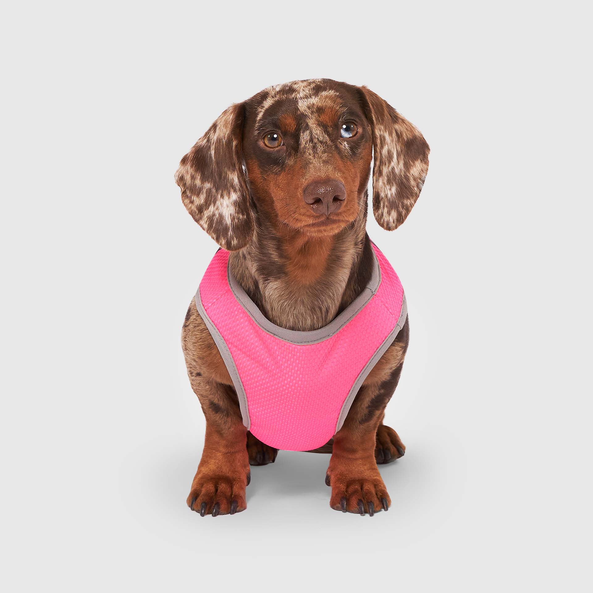 Canada Pooch Chill Seeker Cooling Vest - Image 32
