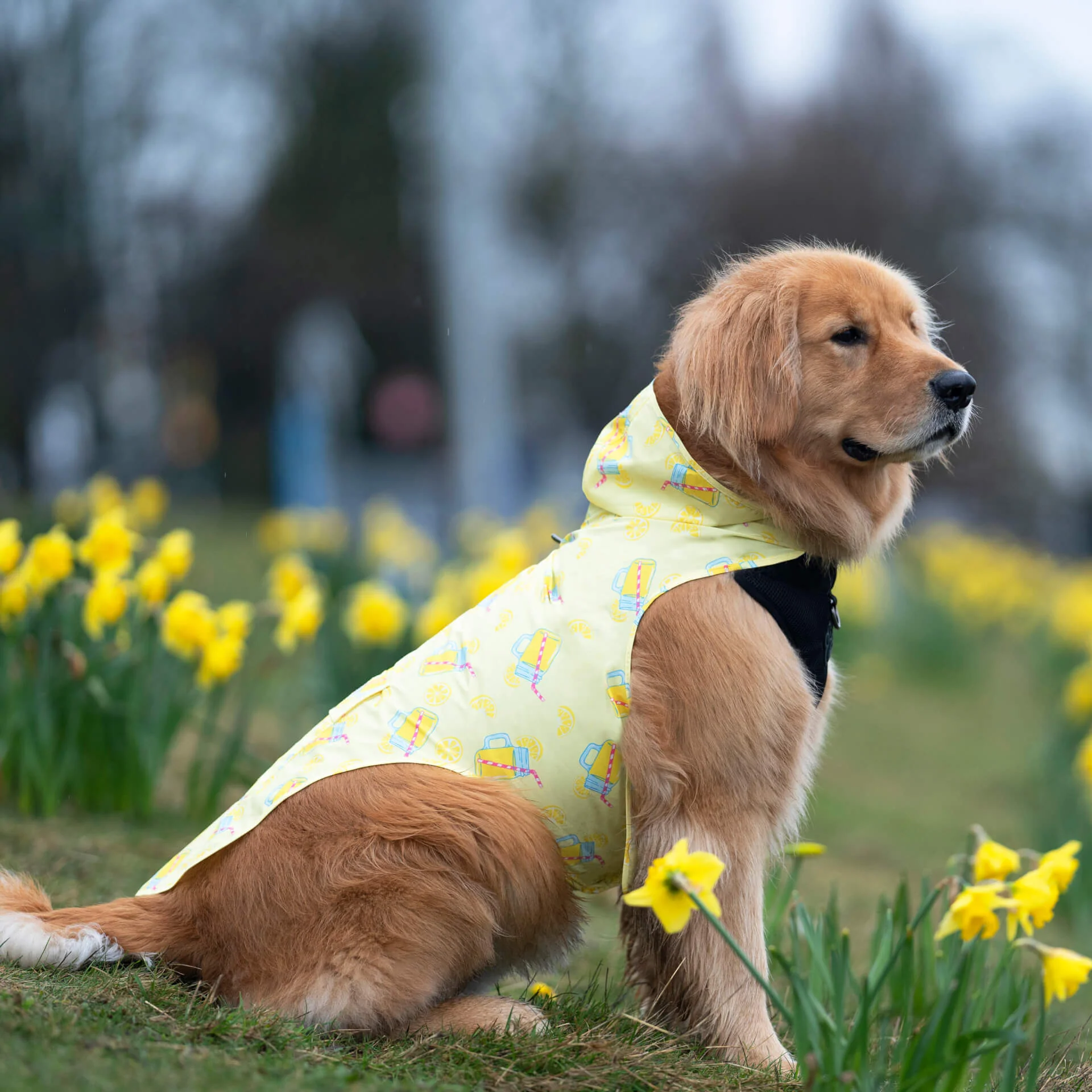 Canada Pooch Pick Me Poncho — SKU SB-A53199-ADDD5996031858 - Image 5