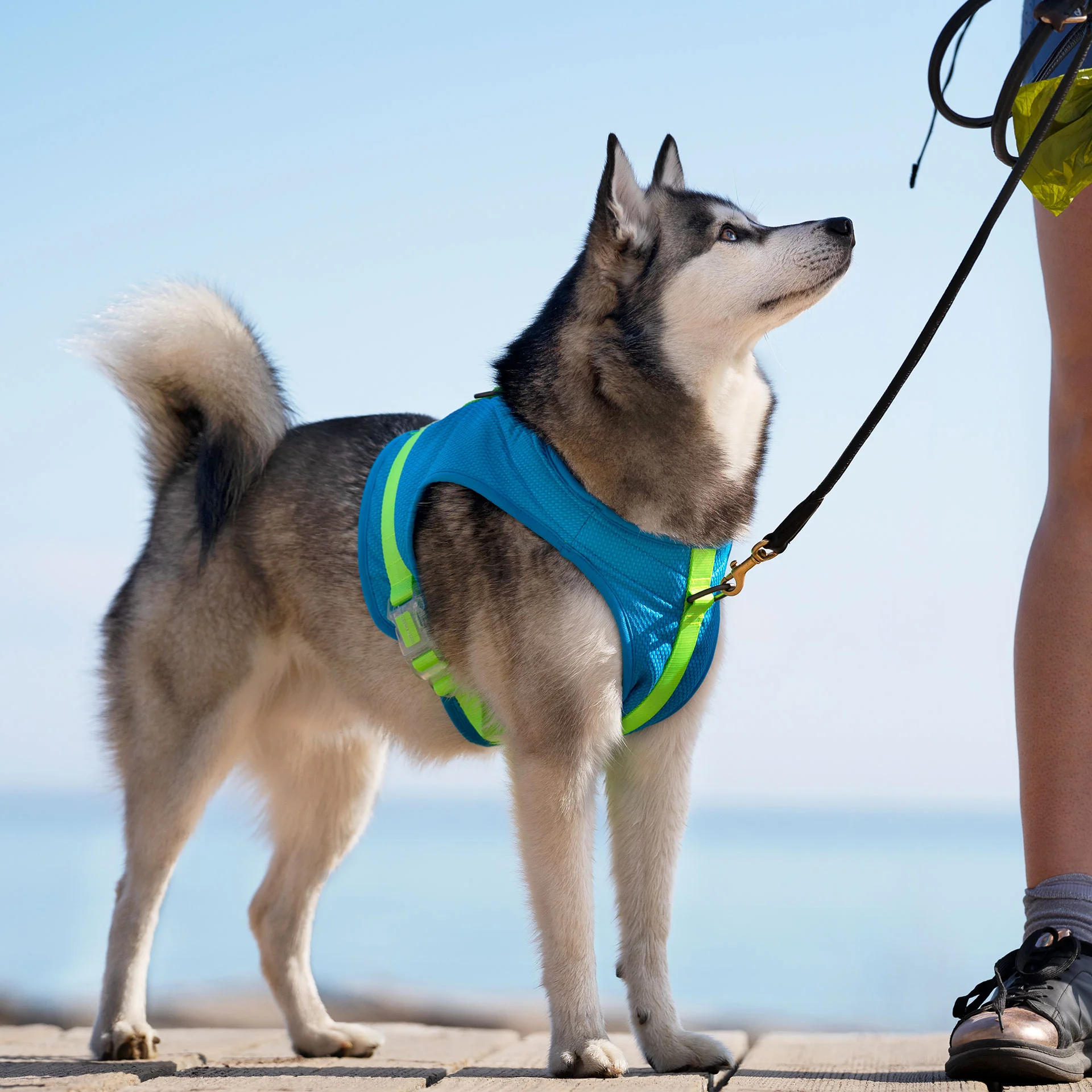 Canada Pooch Chill Seeker Cooling Harness - Image 4