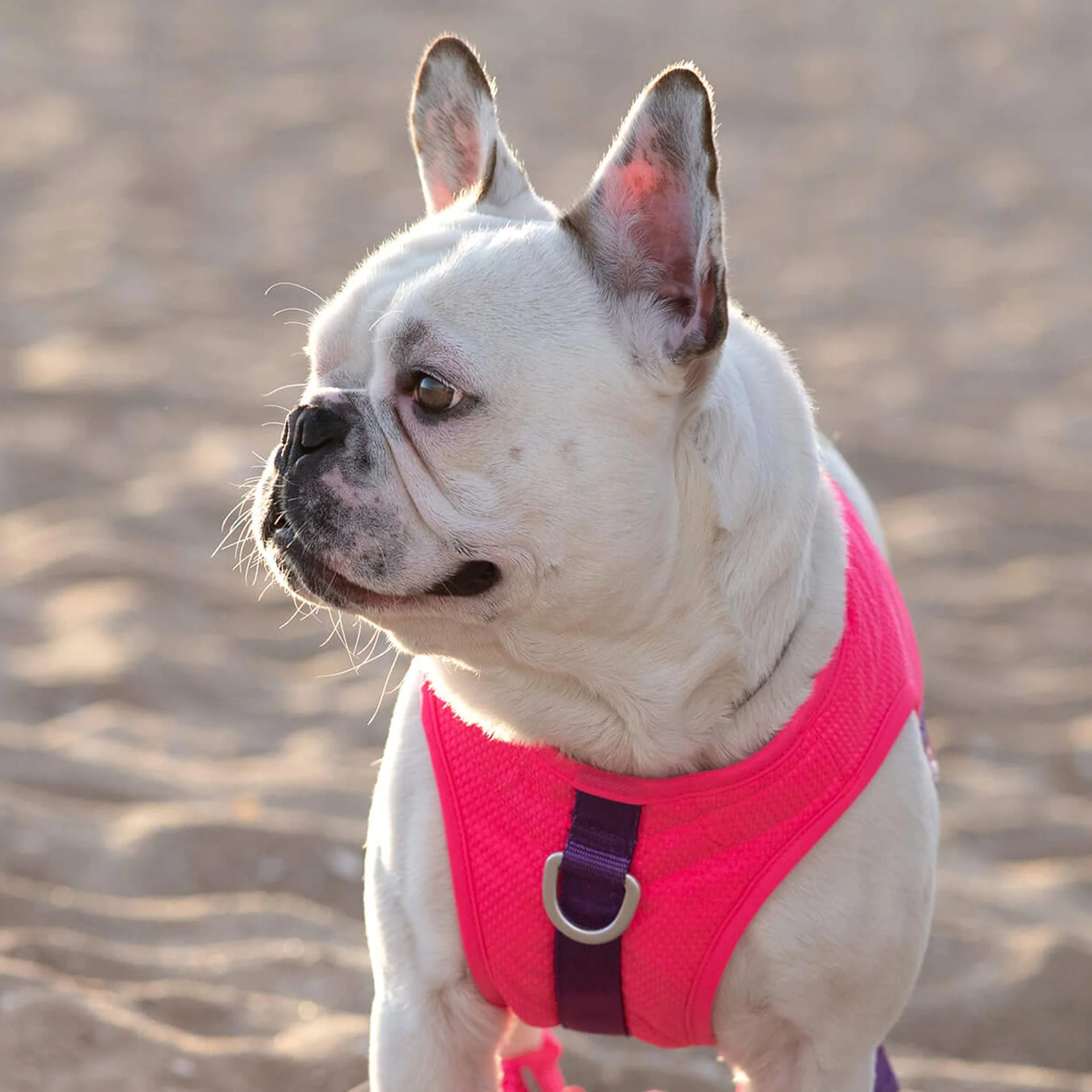 Canada Pooch Chill Seeker Cooling Harness - Image 13
