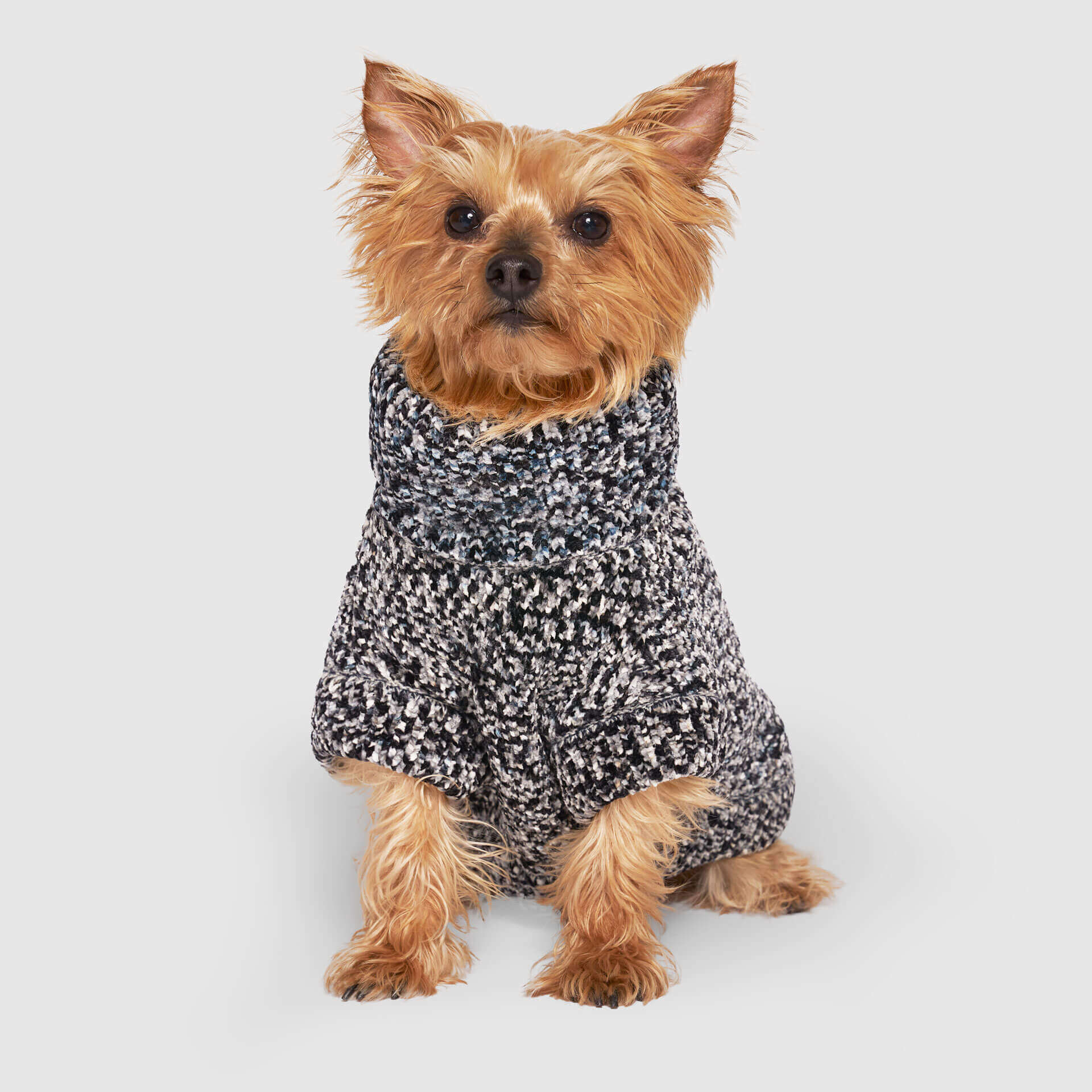 Canada Pooch Soho Sweater - Image 9